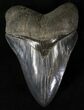 Collector Quality Megalodon Tooth - Georgia #20815-1